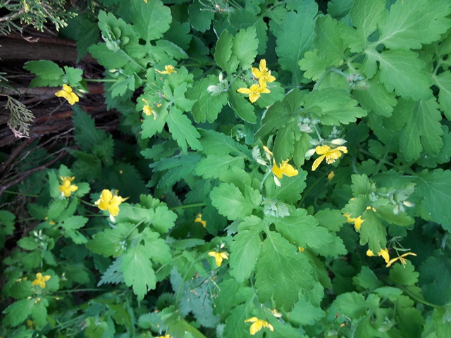 gele bloemen in de berm